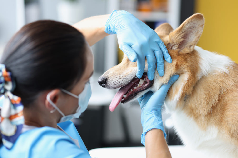 Tratamento periodental para cães e gatos em Osasco - Nimo Pet Place